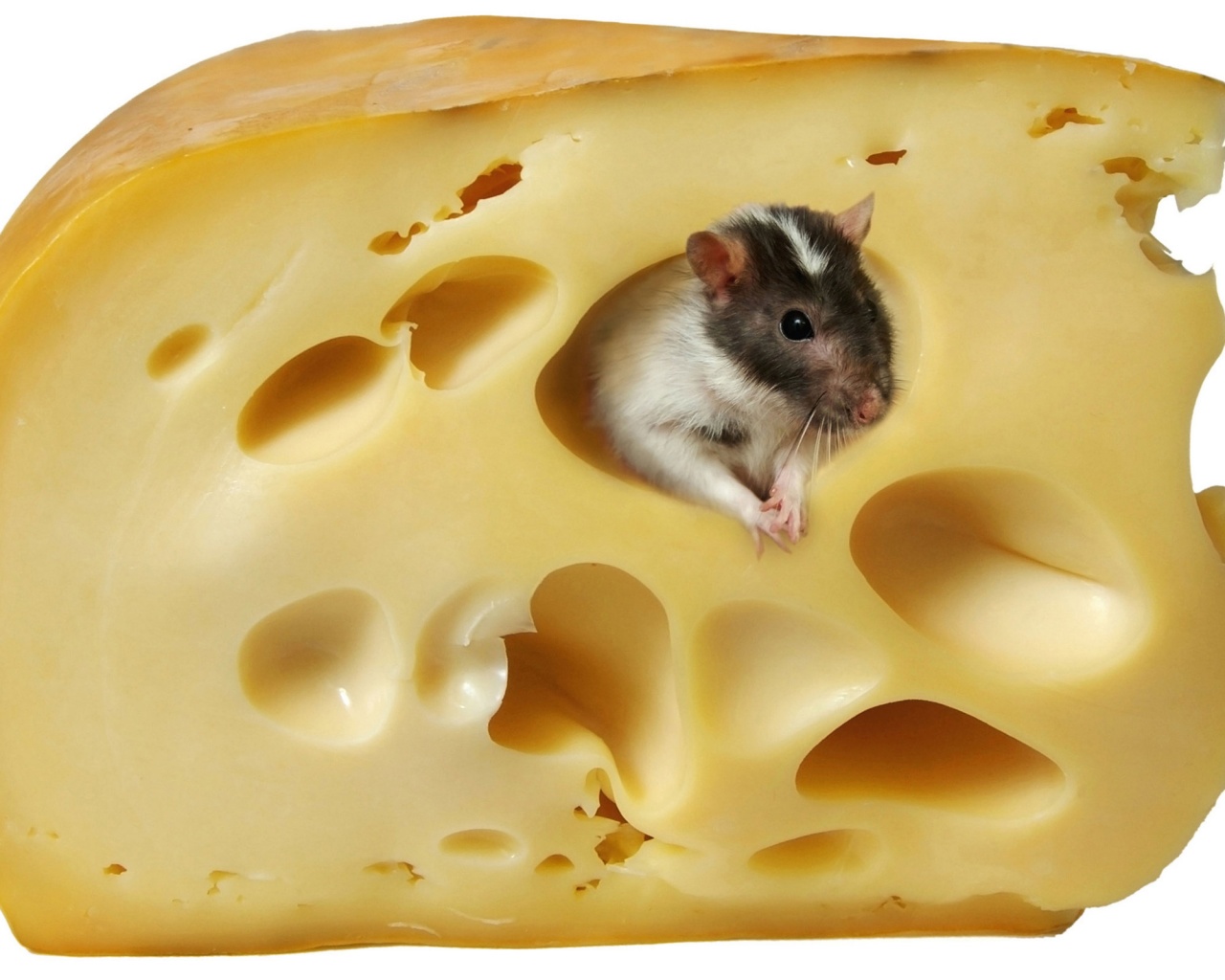 Мышка в сыре обои