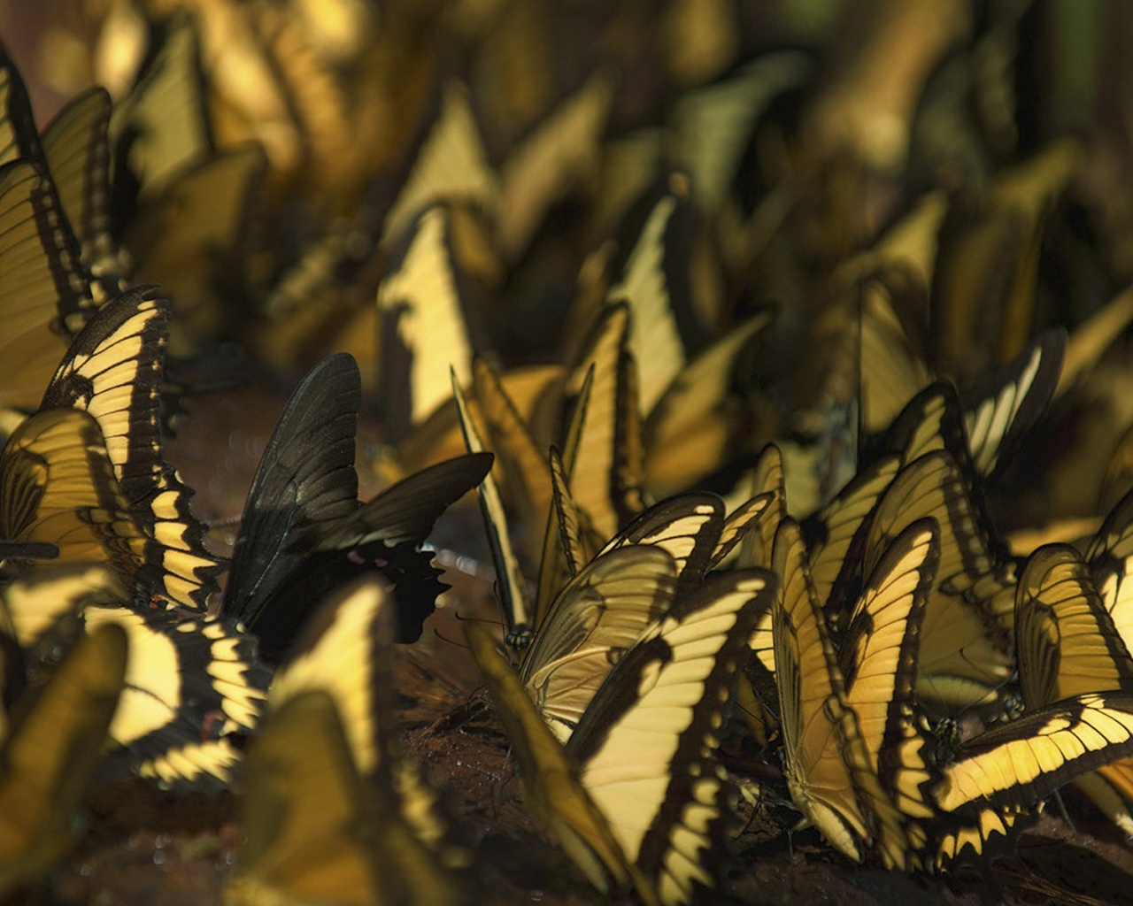 Стая бабочек обои
