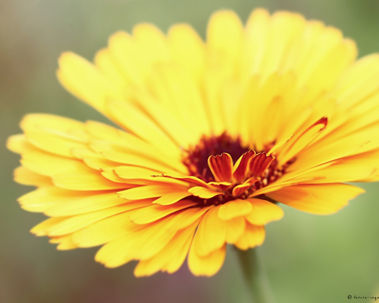 Желтый гербер обои