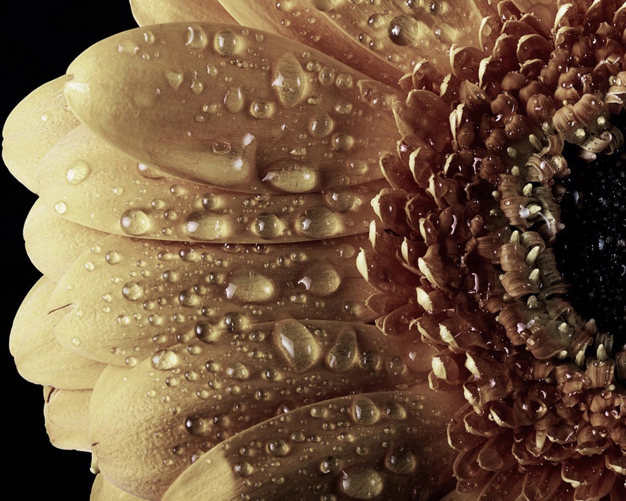 Капли на лепестках гербера обои