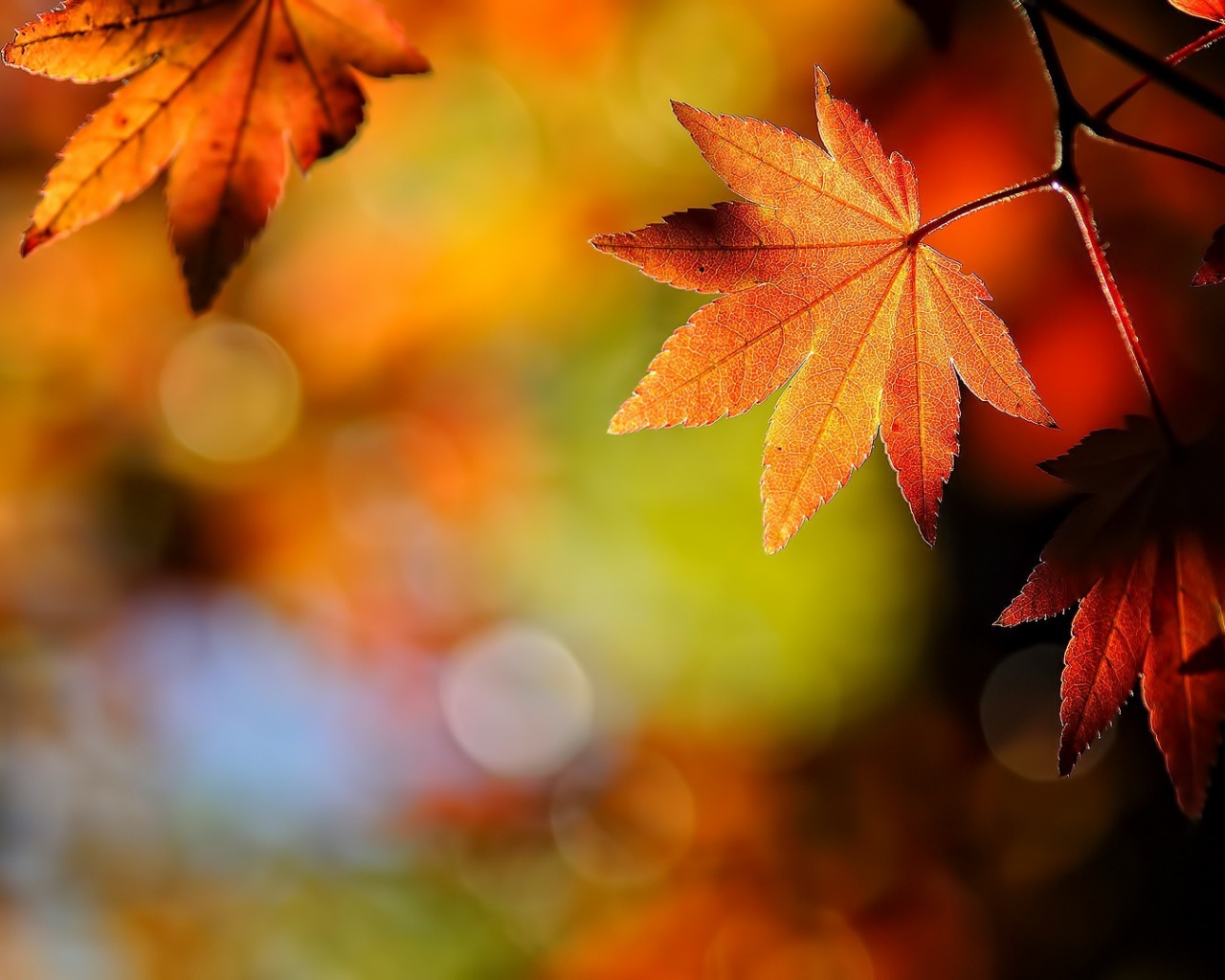 Осенние листья обои