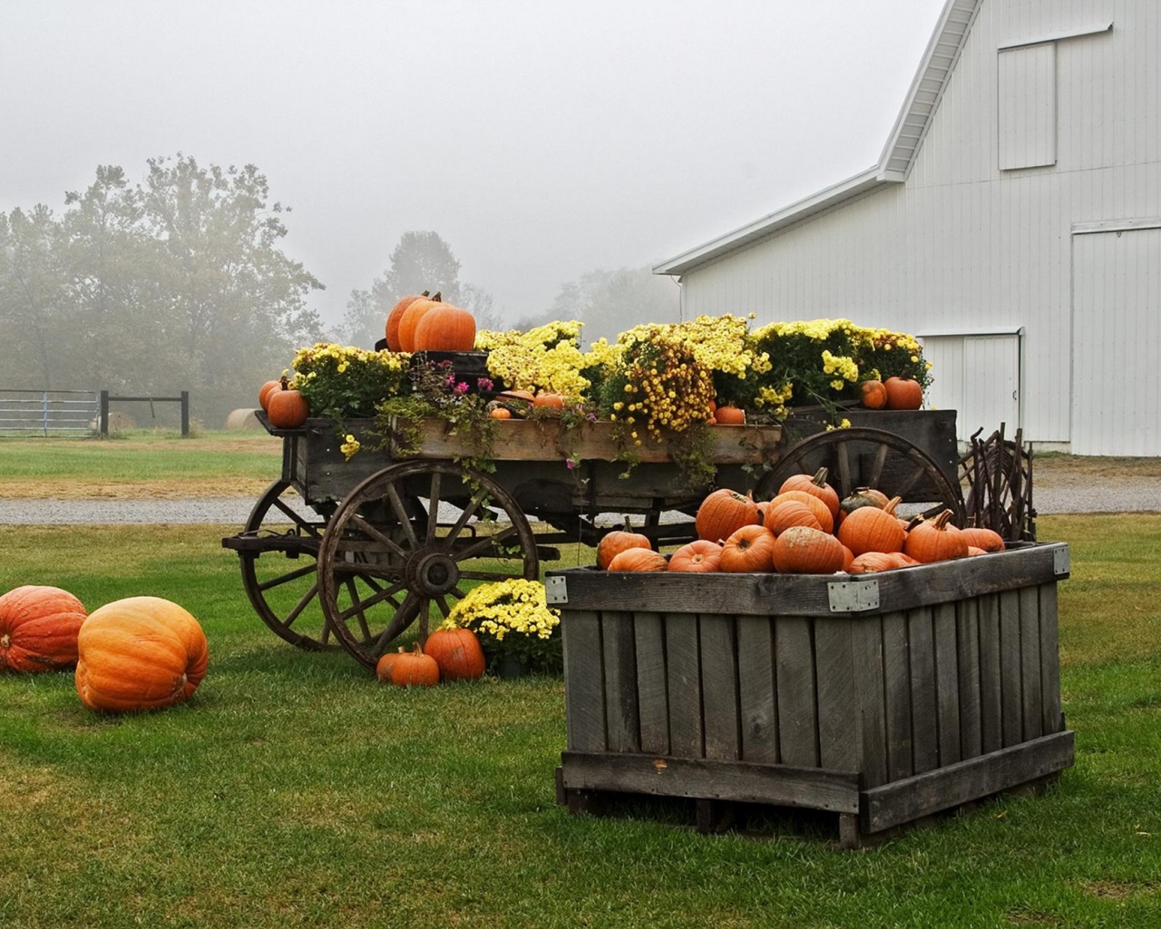 Урожай тыков обои