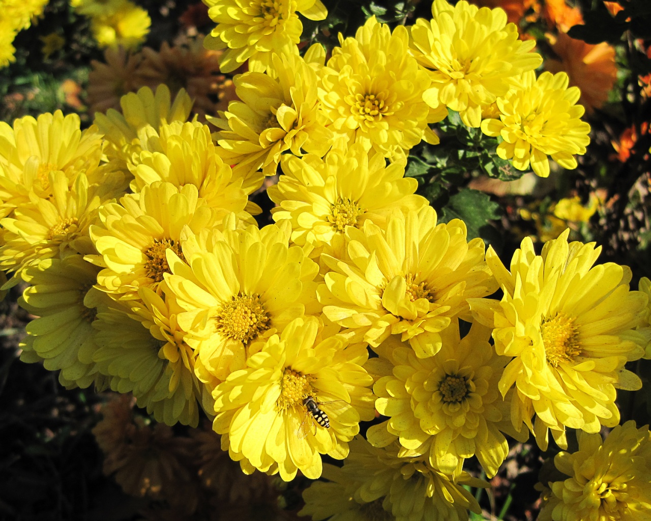 Оса на желтых герберах обои