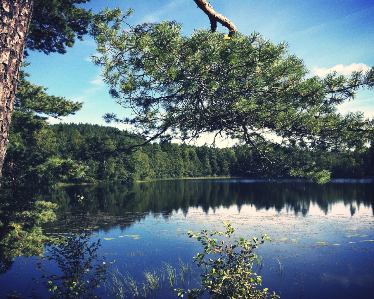 Ветка сосны над озером обои