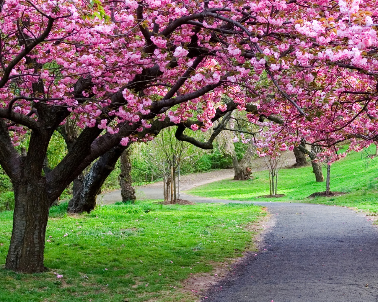 Дорожка между деревьями обои
