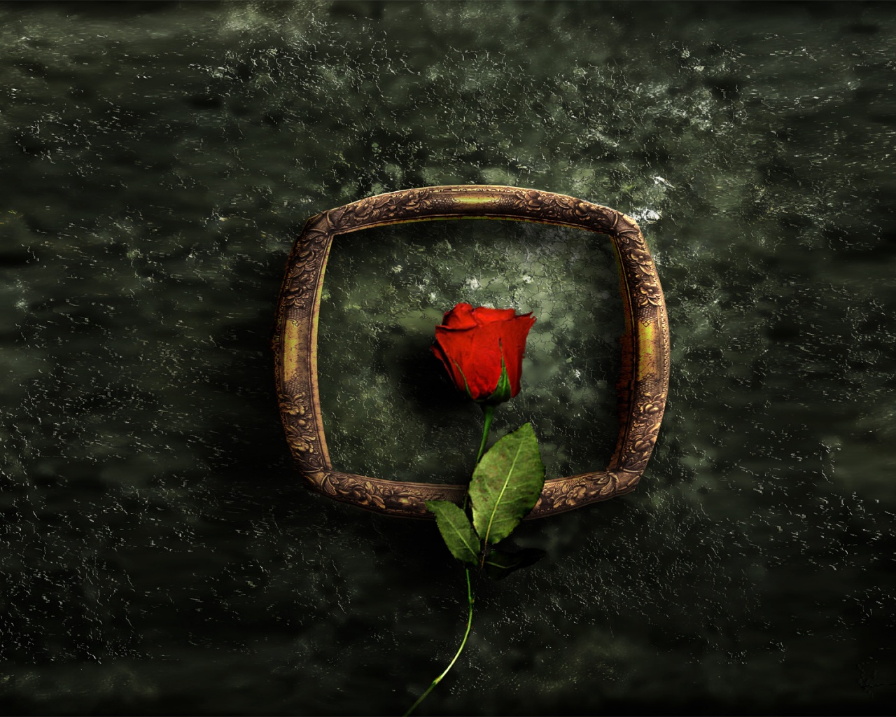 Роза на картинной раме обои