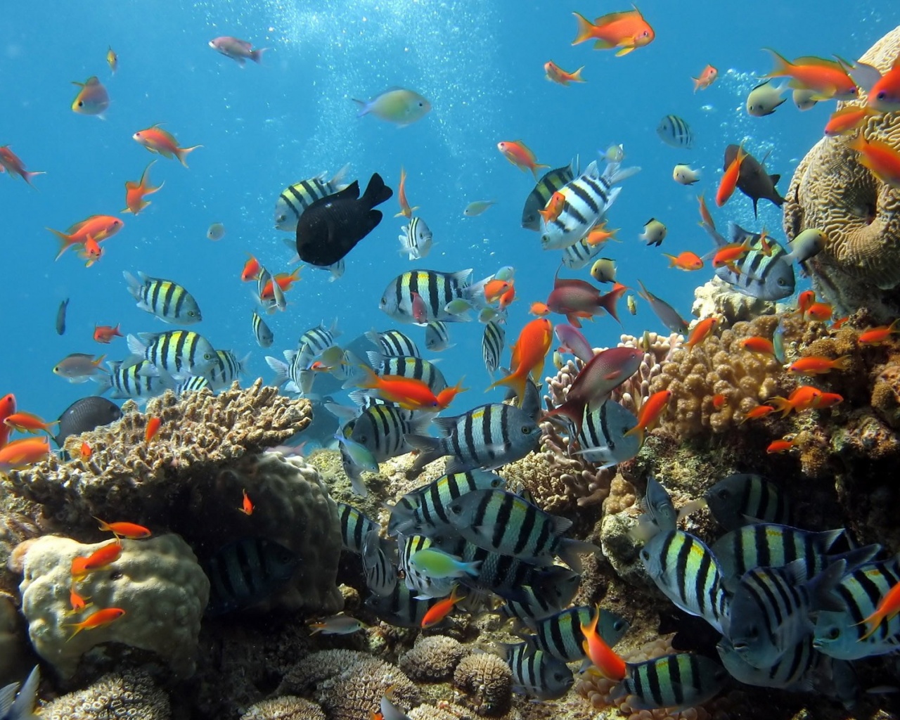Жизнь в корраловом рифе обои