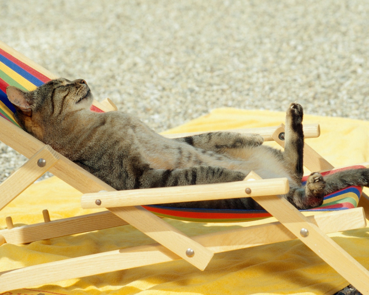 Кот в отпуске обои