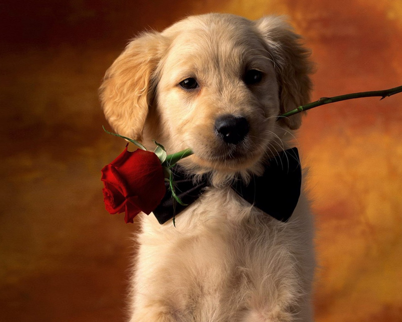 Щенок с розой в зубах обои