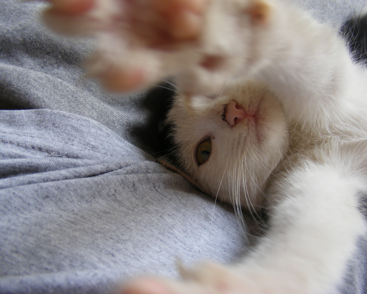 Кот фоткает сам себя обои