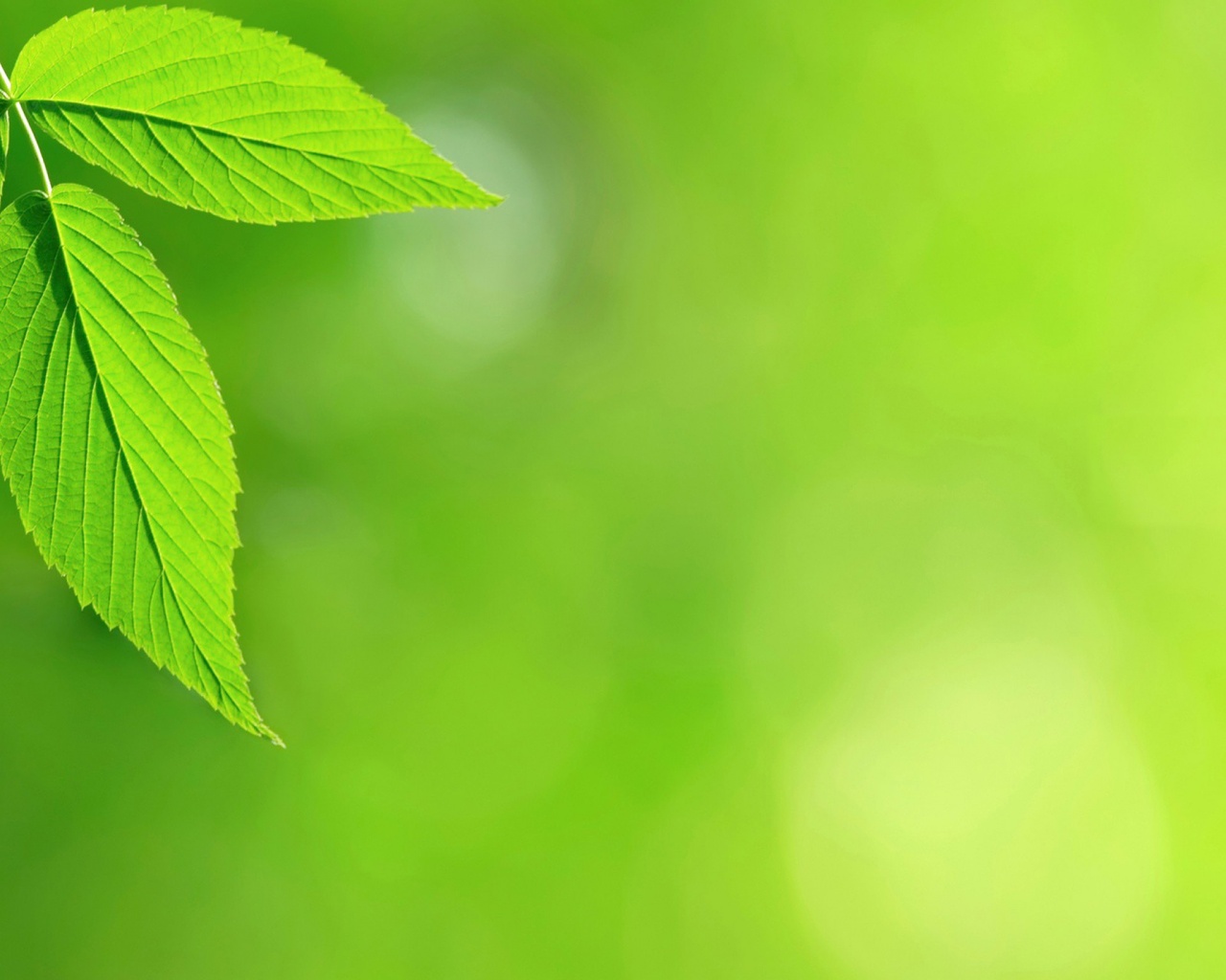 Два листа обои