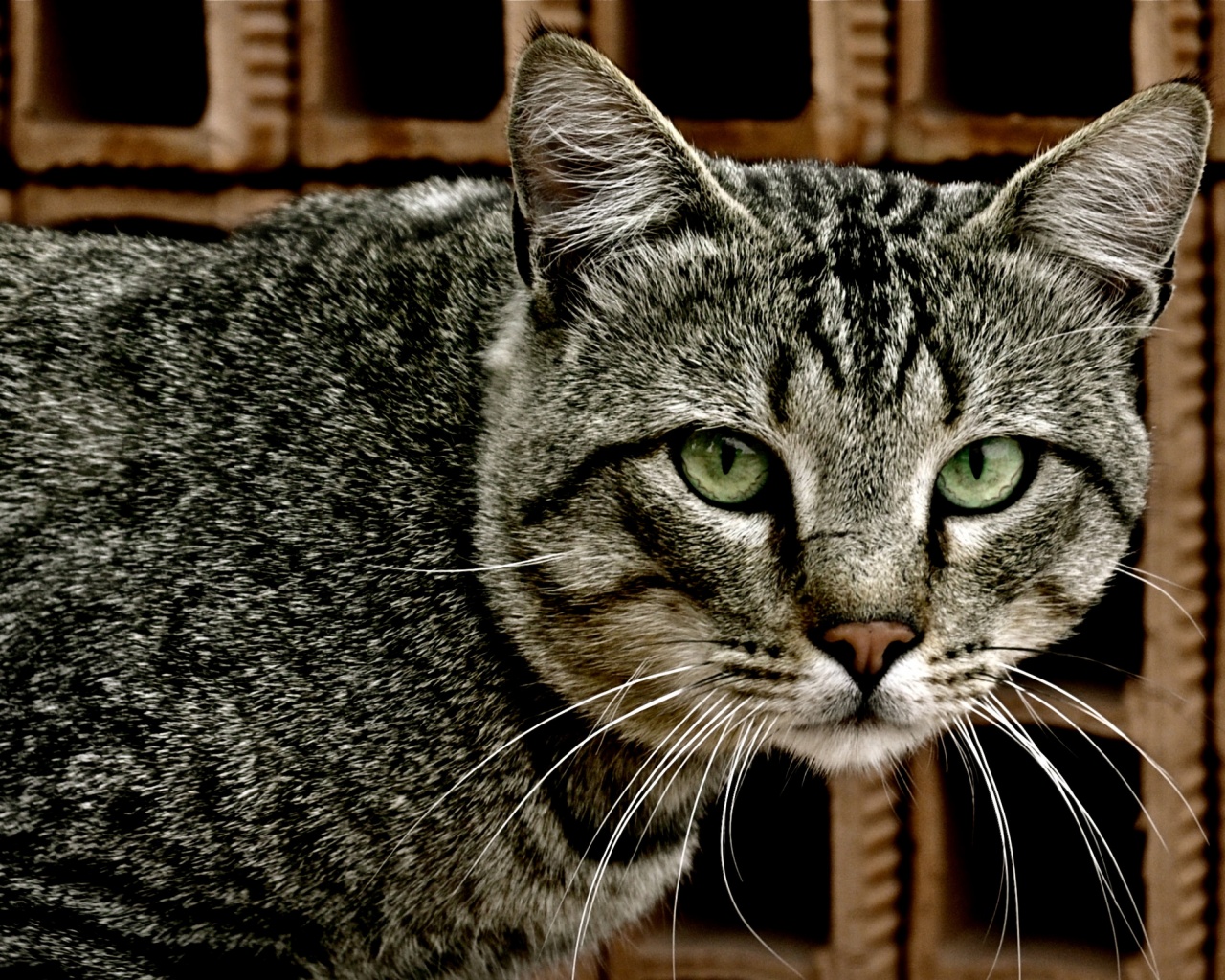 Зеленоглазый кот обои