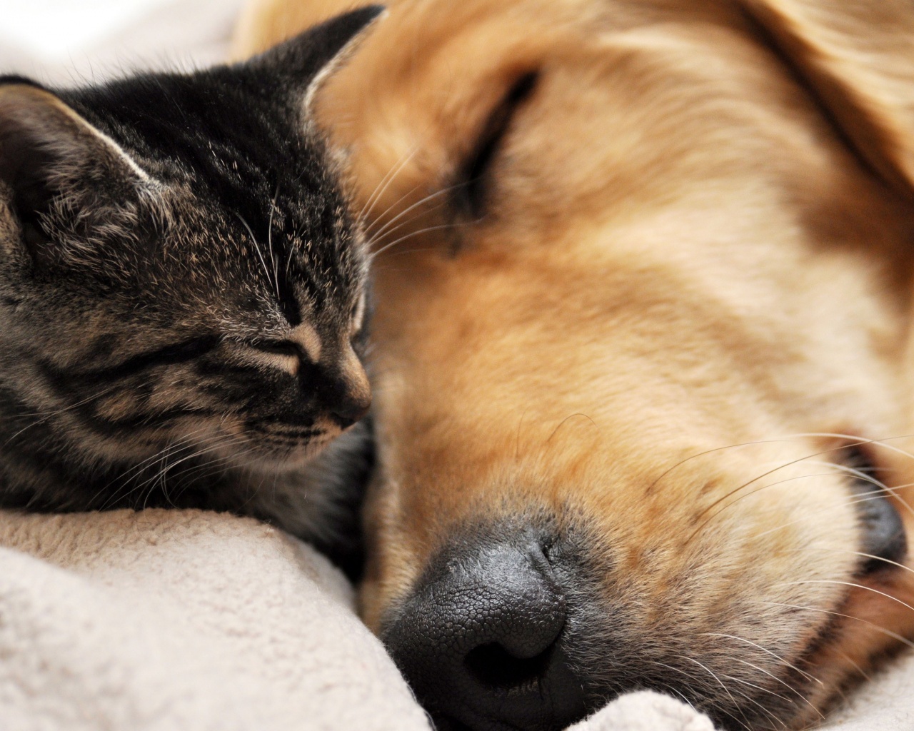 Кошка спит с собакой обои