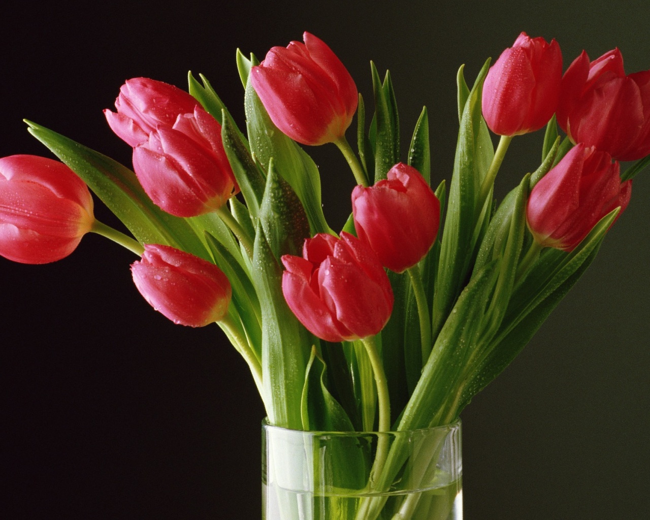 Букет тюльпанов обои
