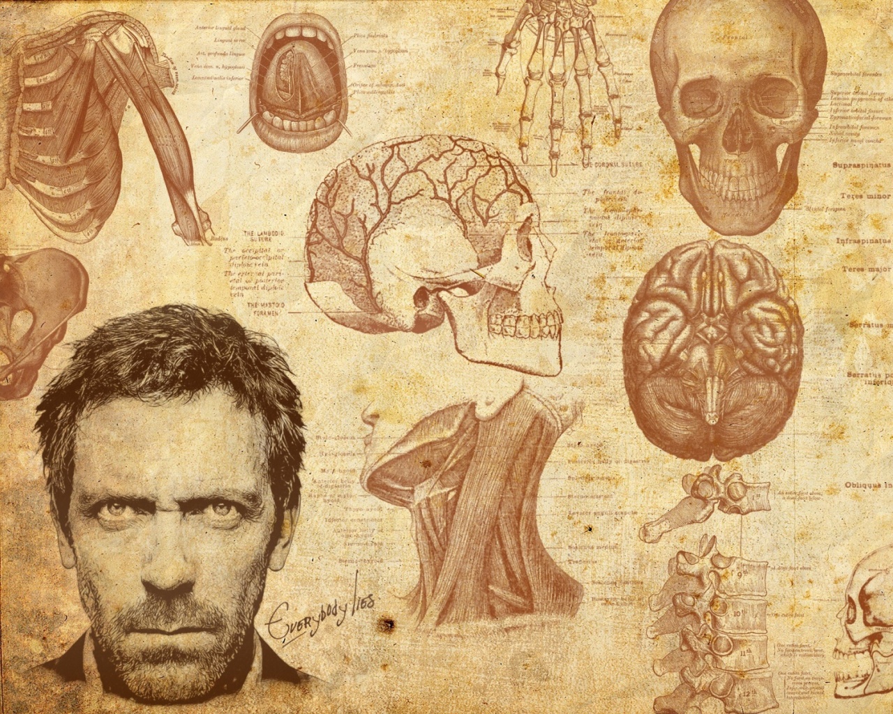 Анатомические рисунки доктора Хауса обои