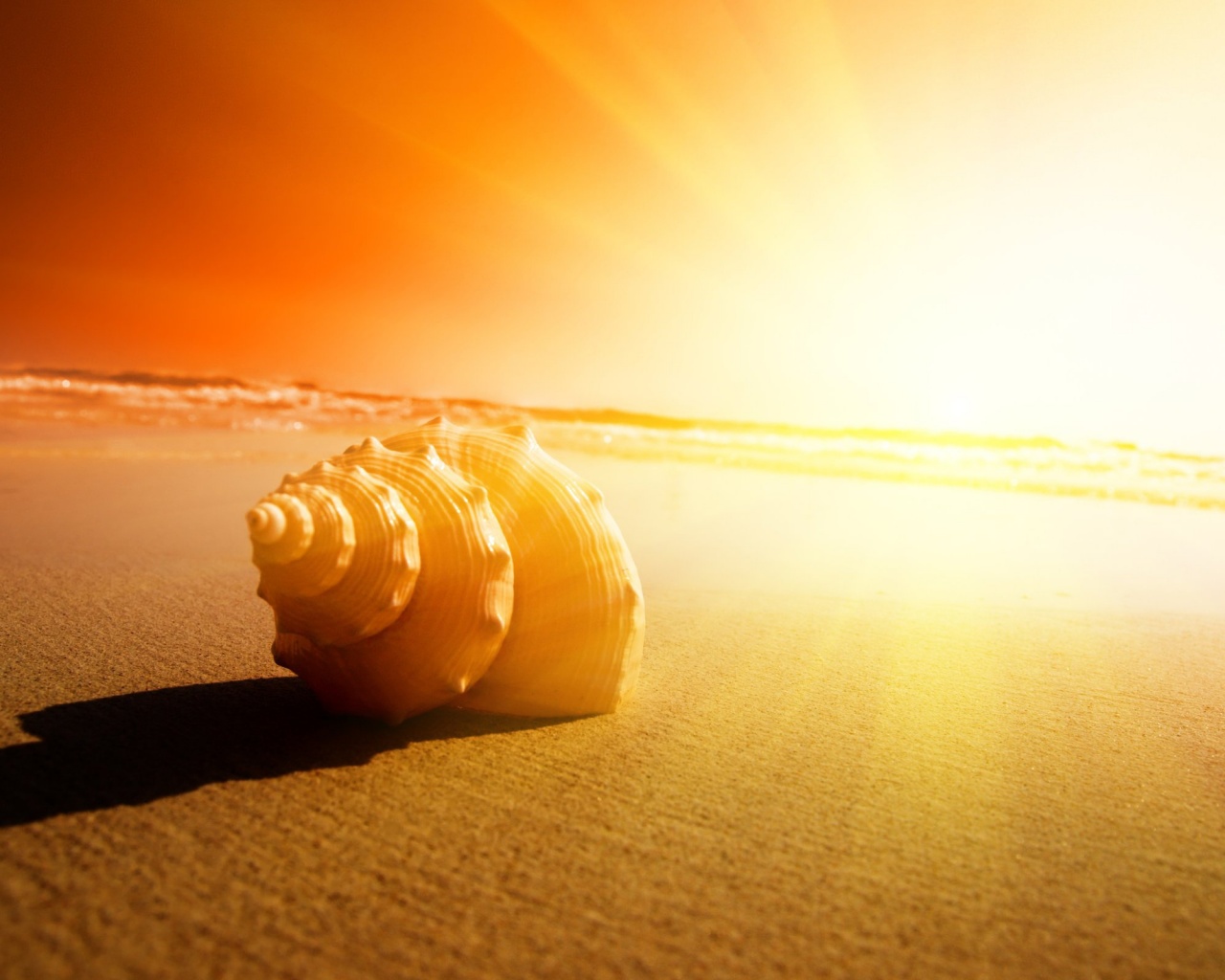 Золотистая ракушка обои