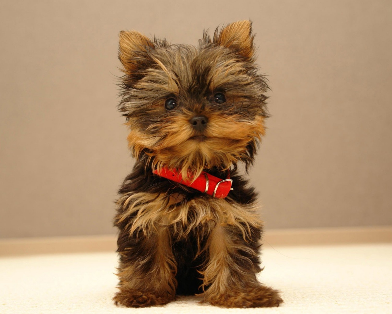 Щенок в красном ошейнике обои