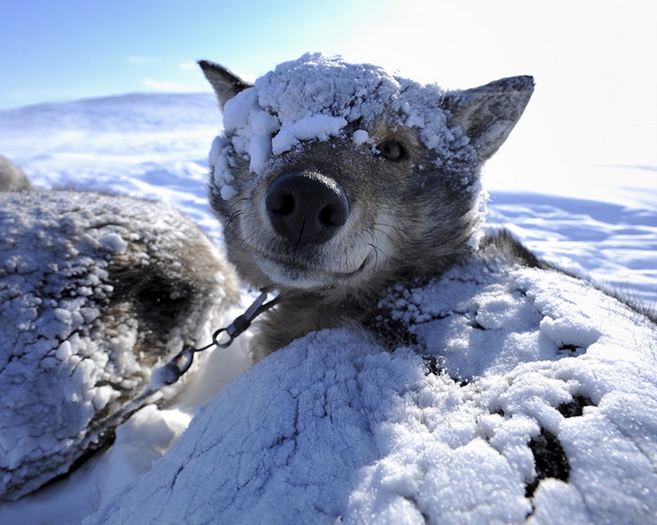 Собачка под снегом обои