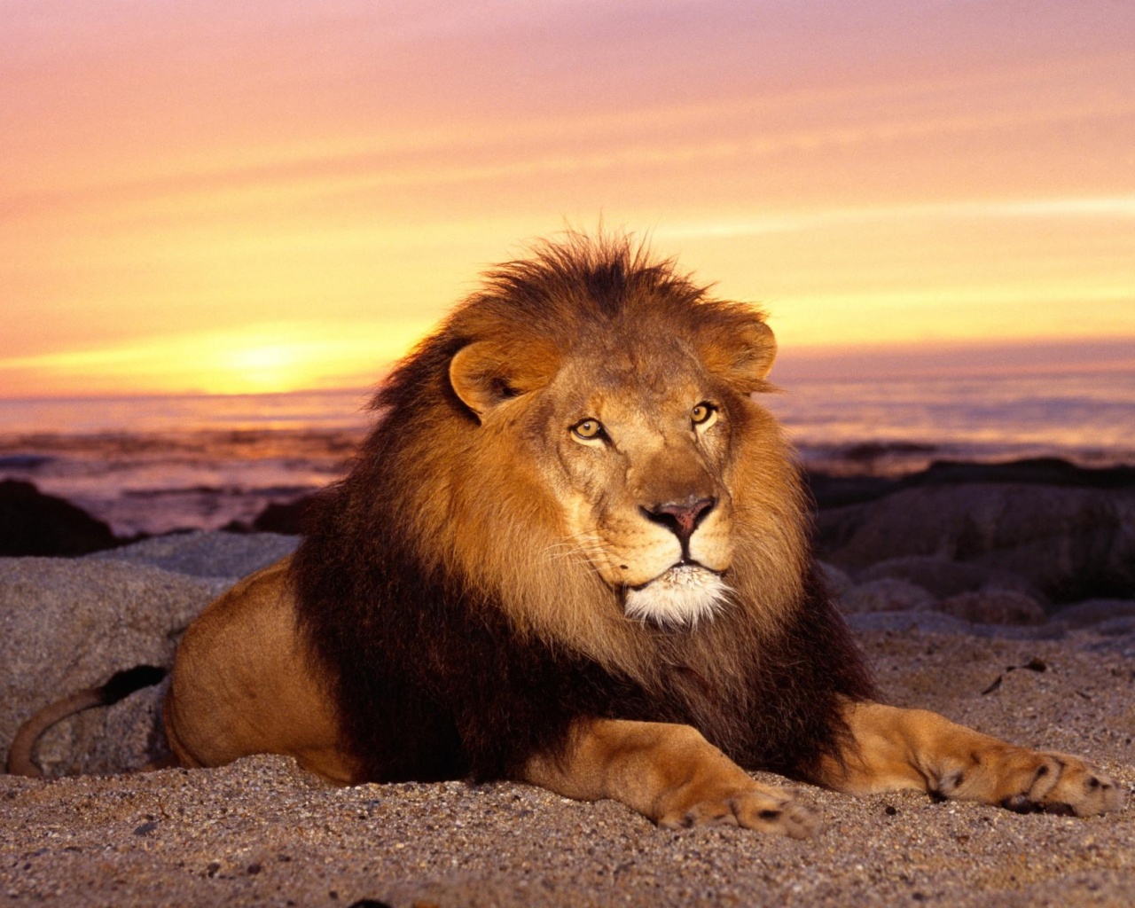 Лев на берегу океана обои