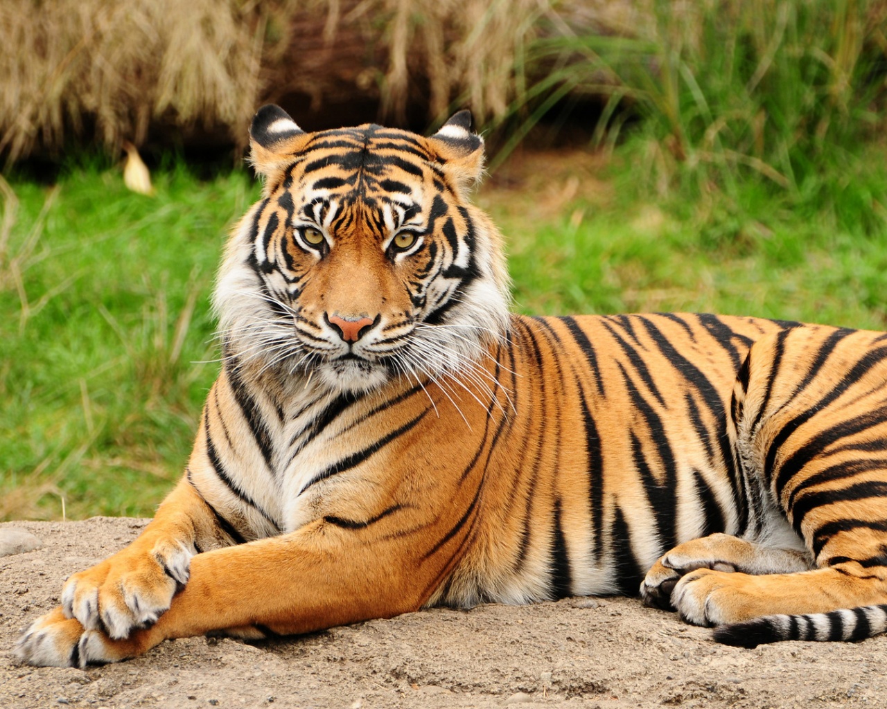 Тигр отдыхает обои