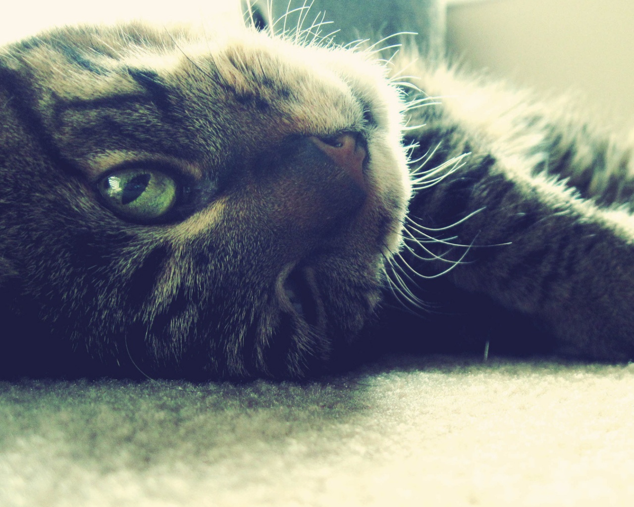 Кот валяется обои