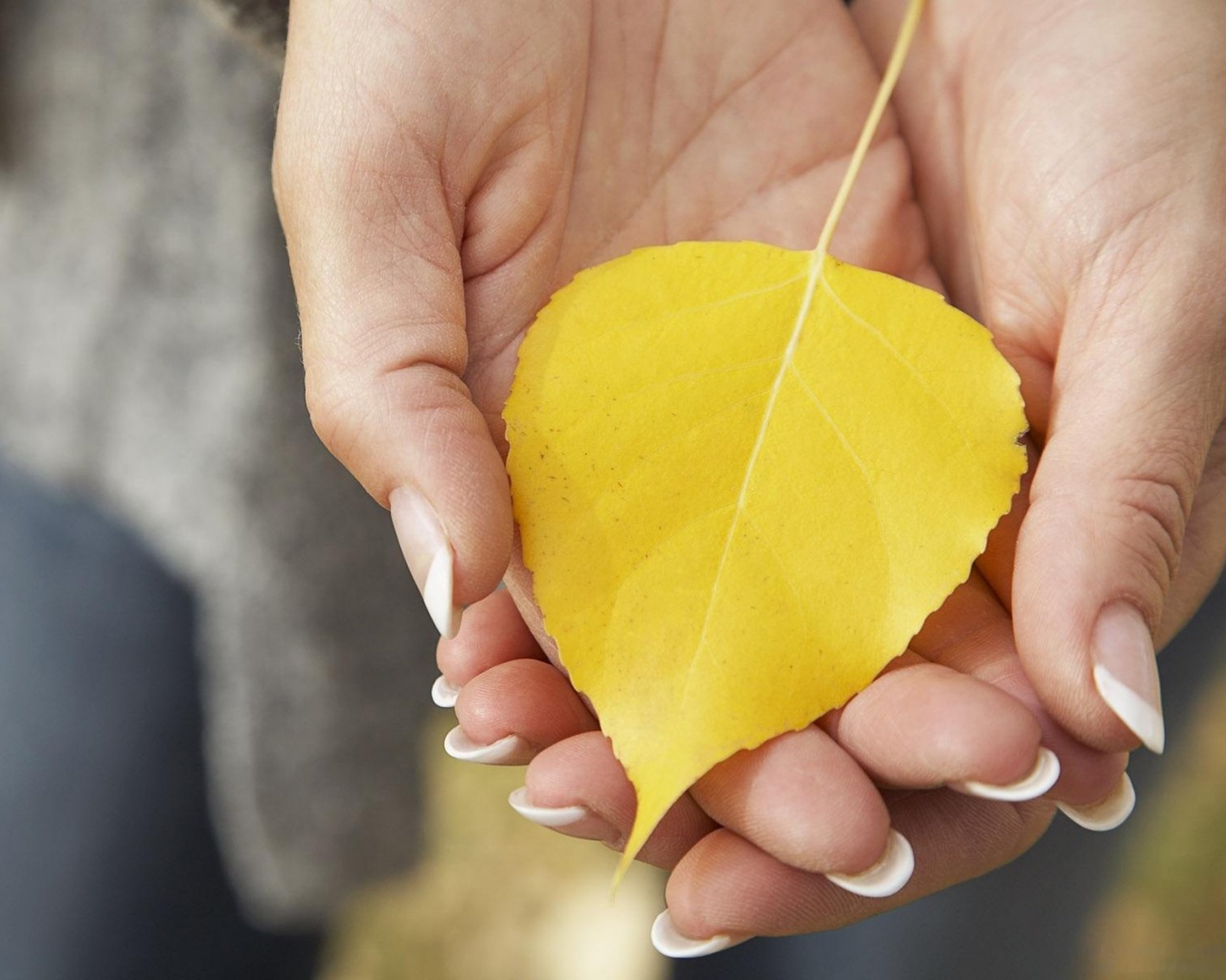 Осенний лист в руках обои