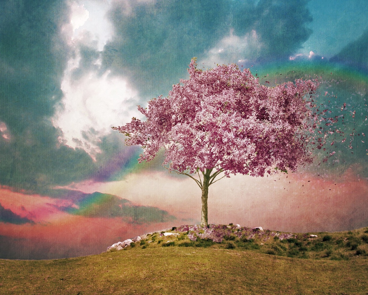 Одинокое цветущее дерево обои