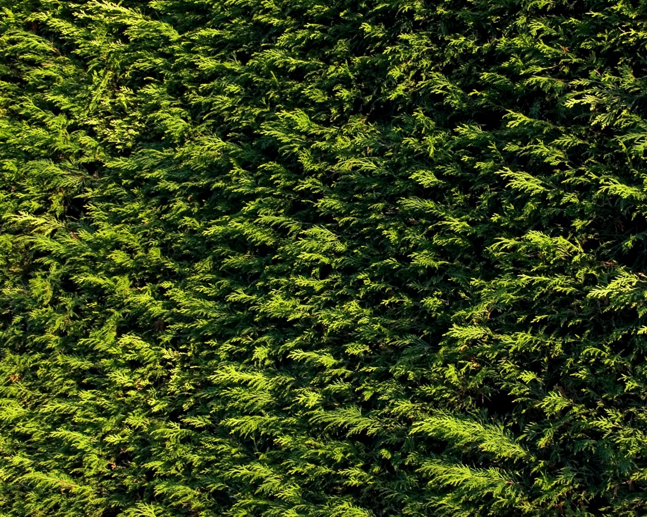 Густые хвойные заросли обои