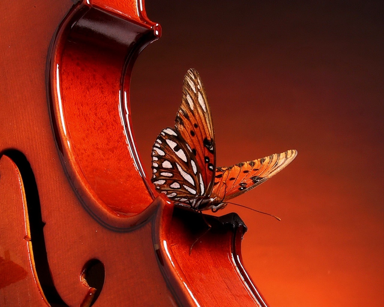 Бабочка на скрипке обои