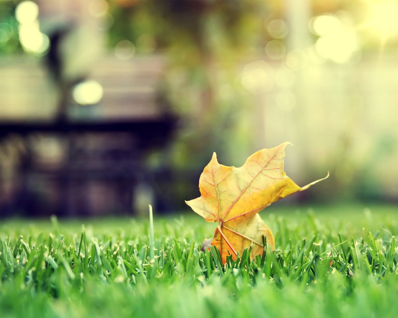 Зеленый лист на траве обои