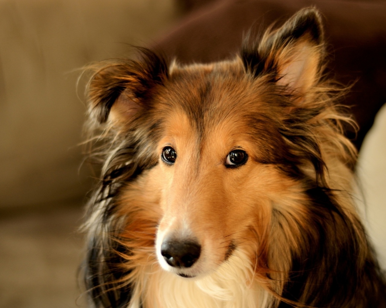 Колли с умными глазами обои