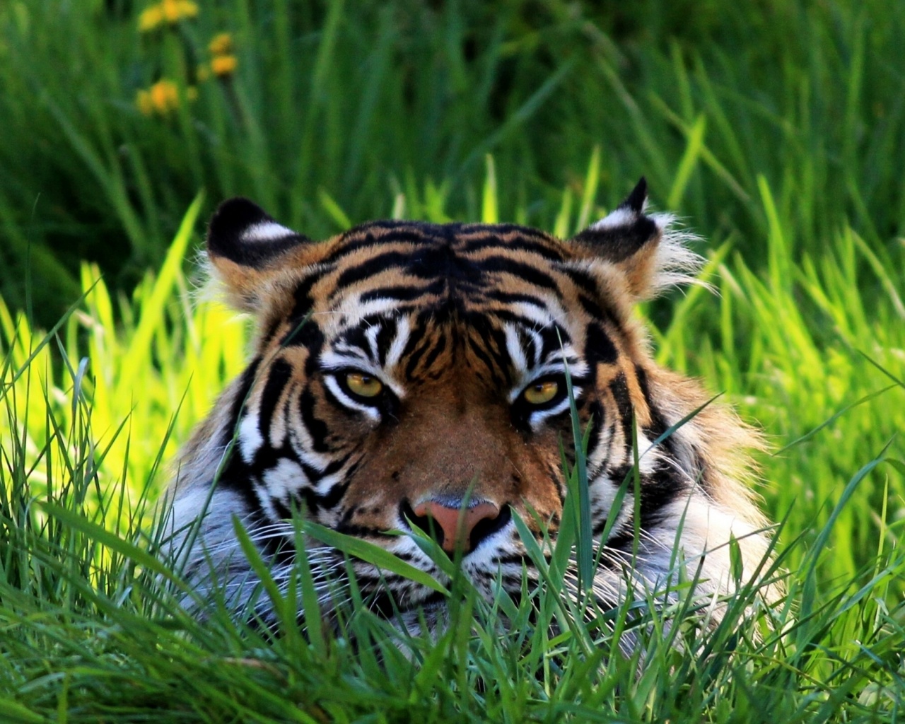 Морда тигра в траве обои