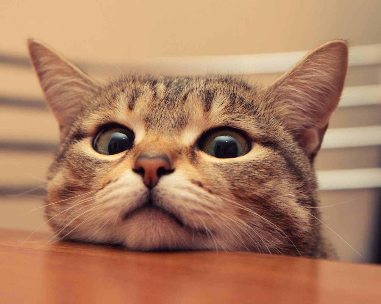Любопытный котейка обои