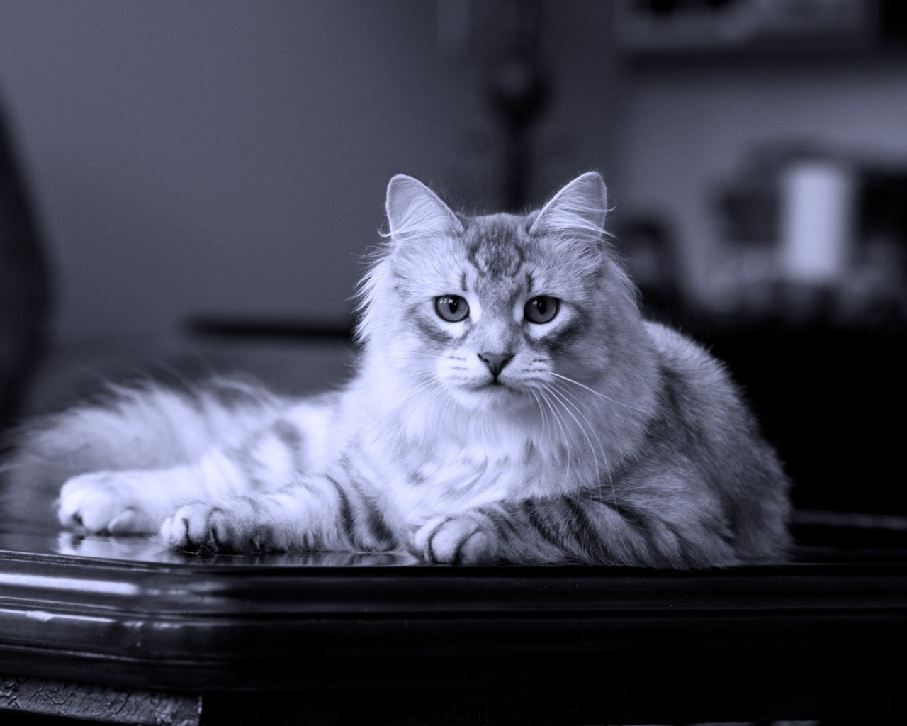 Кот благородных кровей обои