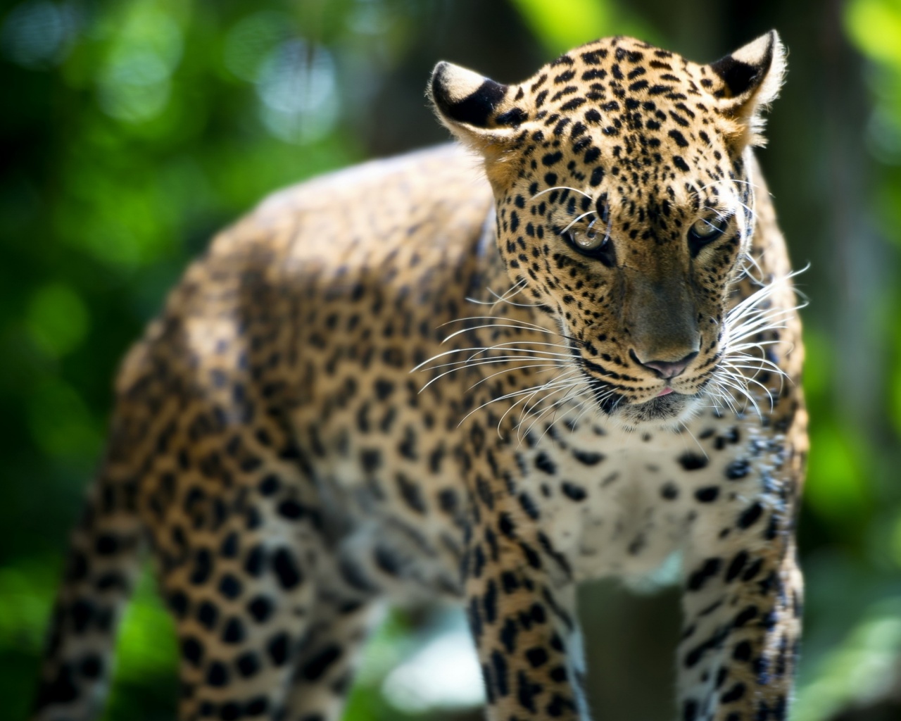 Леопард в сингапурском зоопарке обои