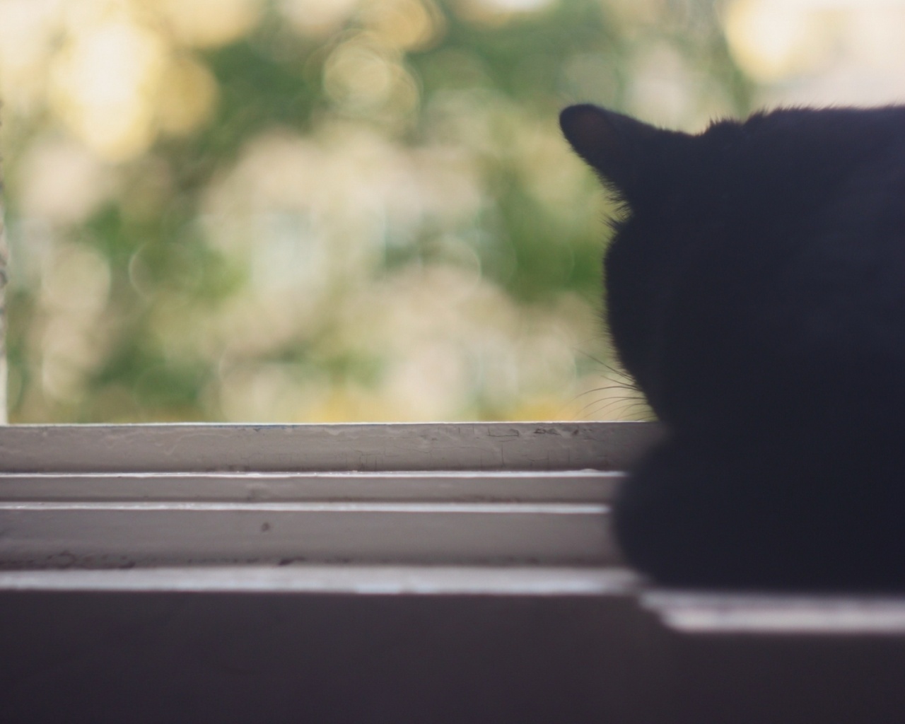 Дремлющий на окне черный кот обои