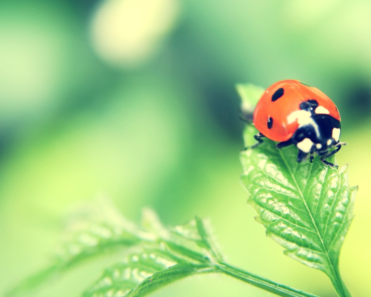 Божья коровка в макро обои