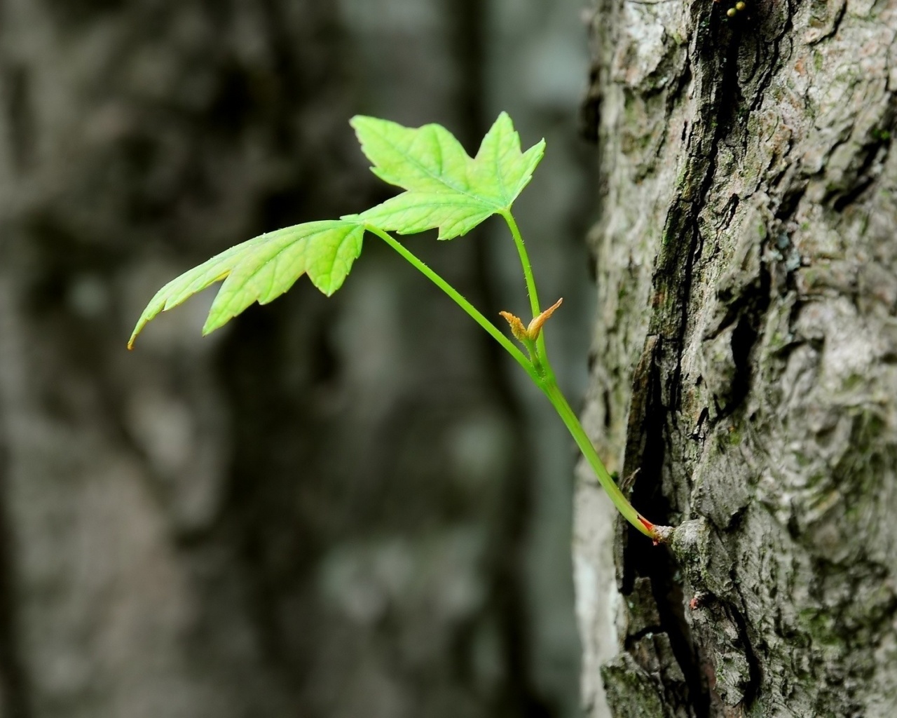 Молодой листик обои