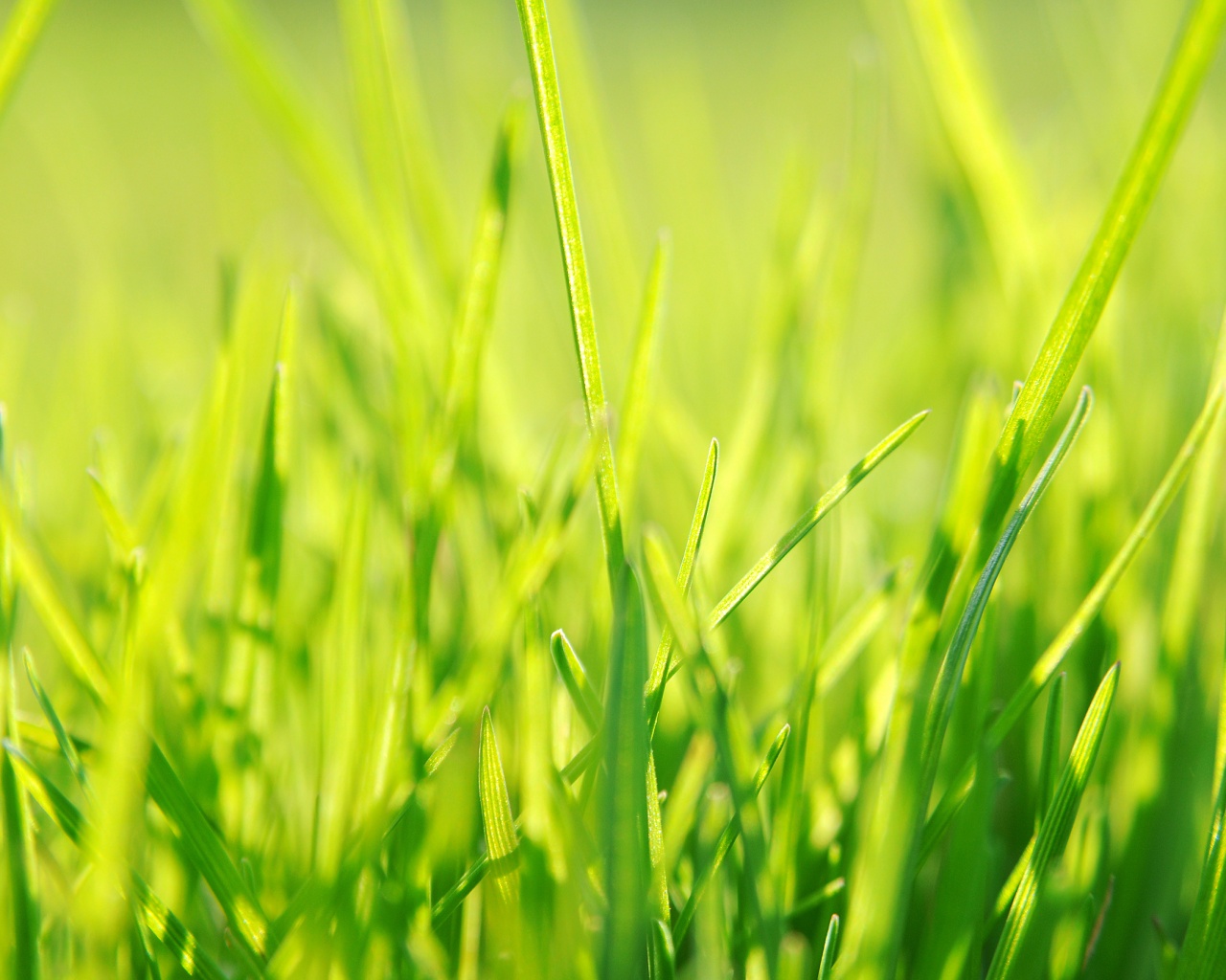 Ярко зеленая трава обои