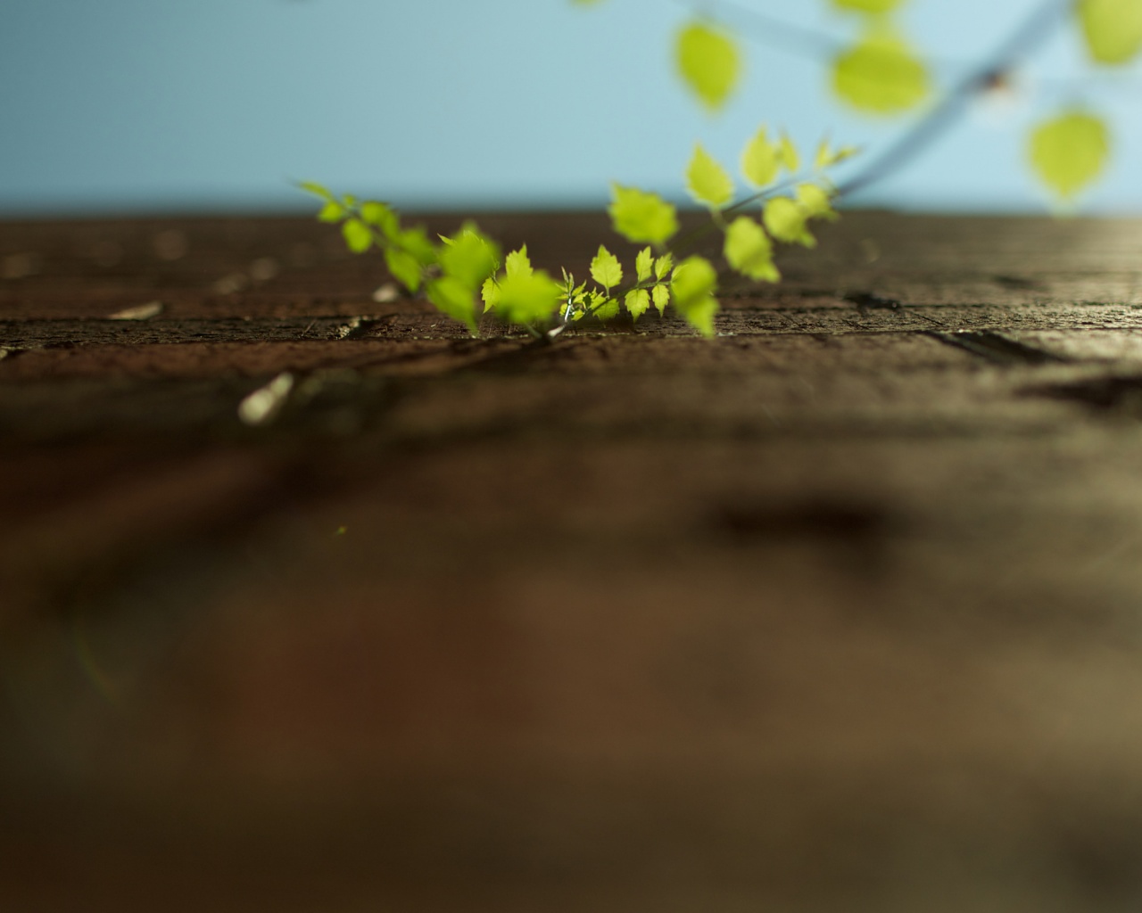 Зеленые ростки в стене обои