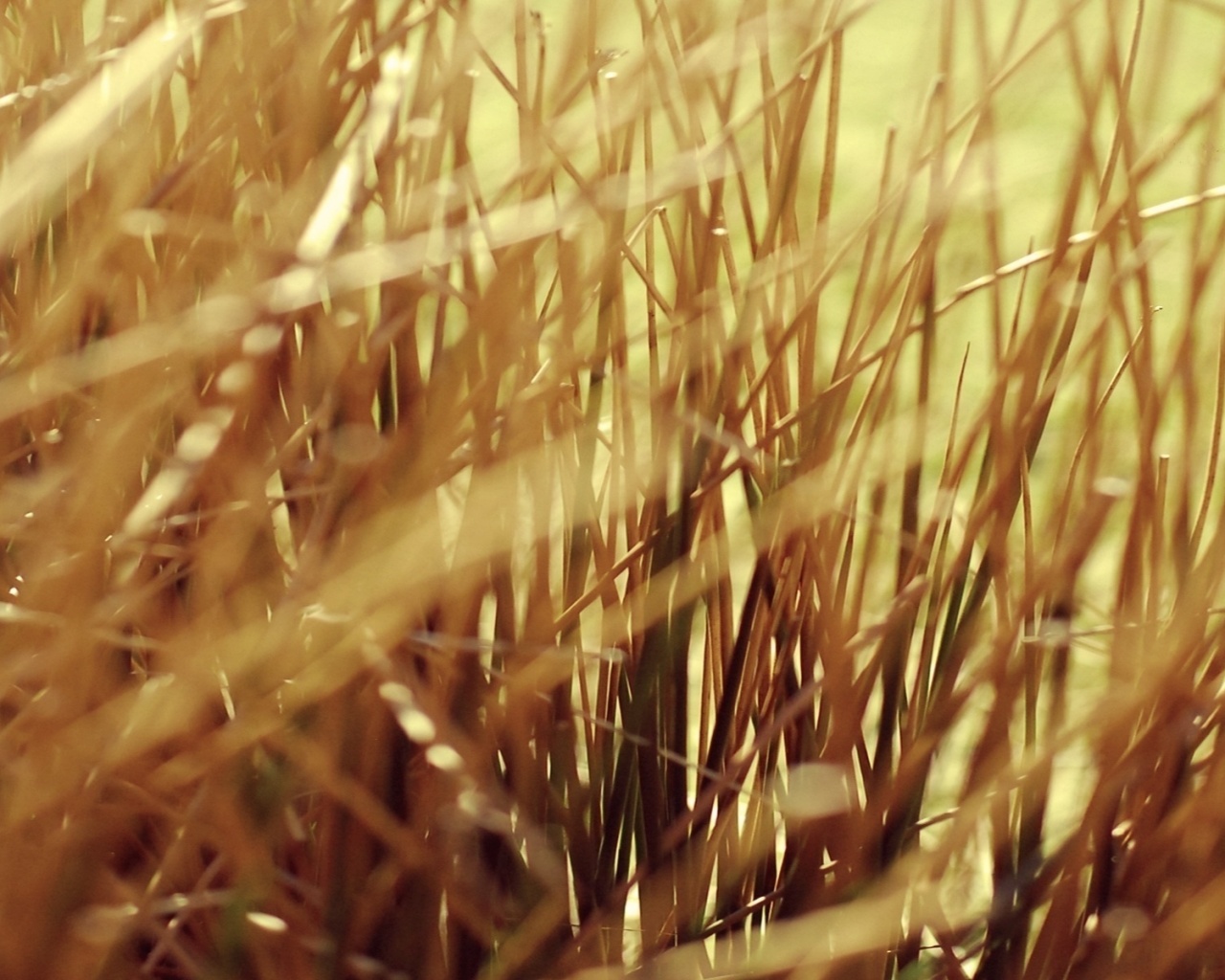 Высохшие травяные стебли обои
