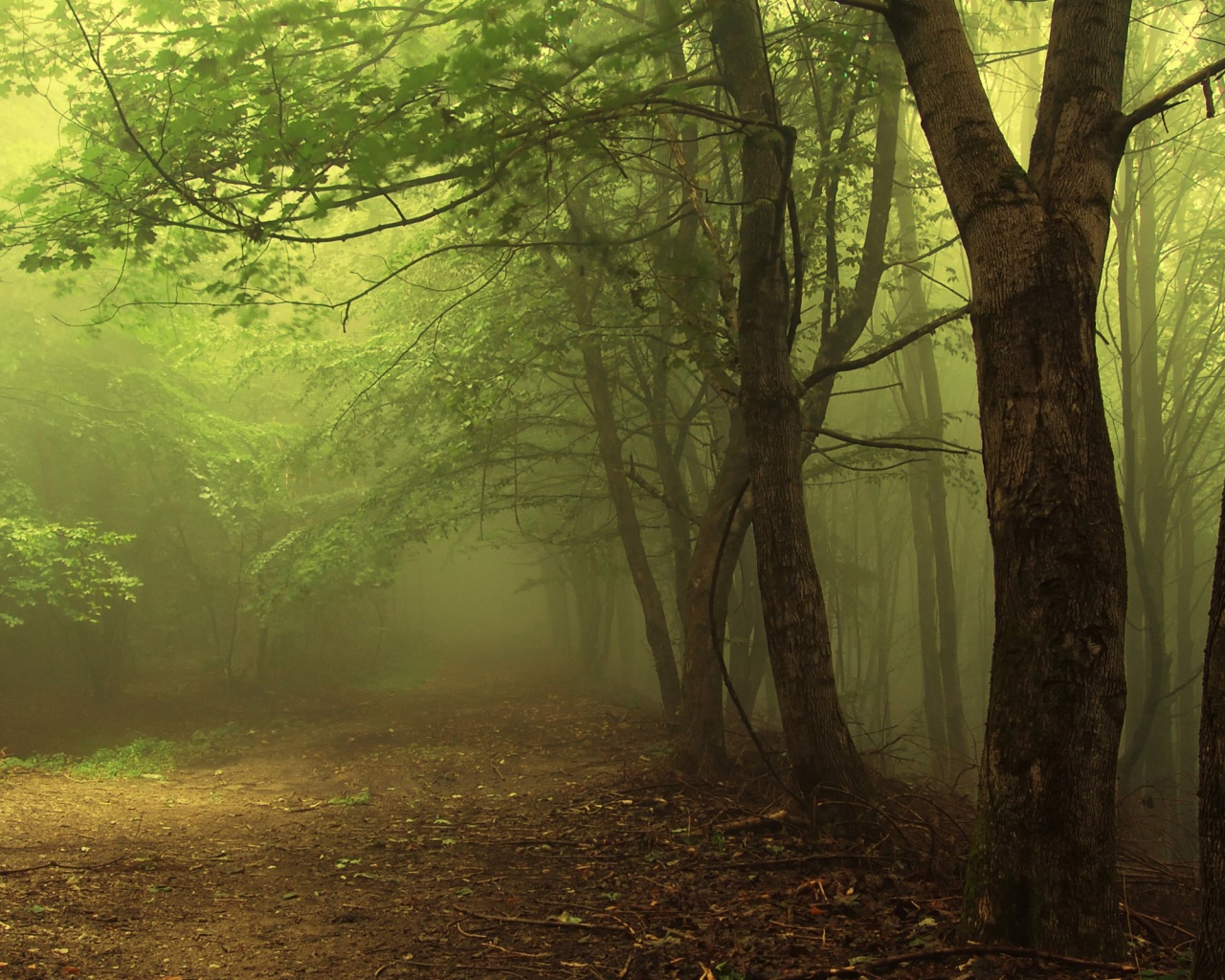 Зеленоватый туман обои