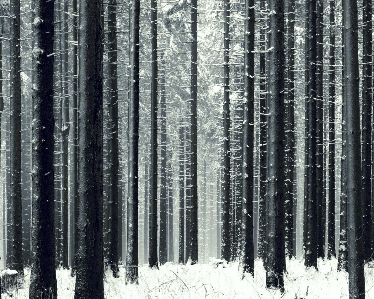 Зимний лес как штрихкод обои