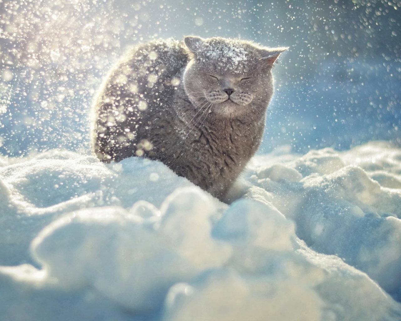 Британце в снегу обои