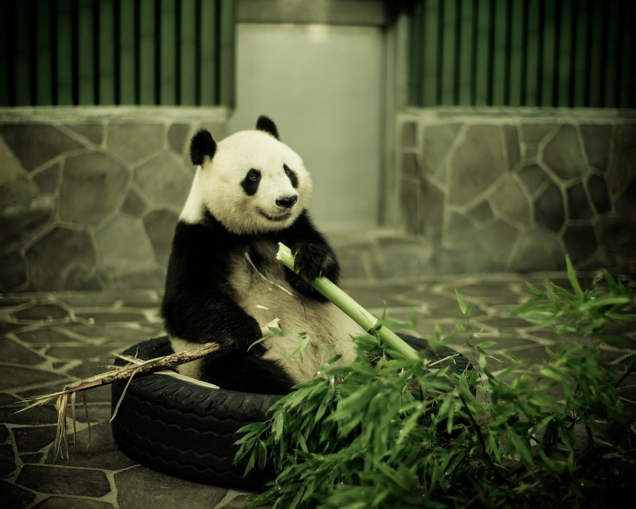 Панда точит бамбук обои