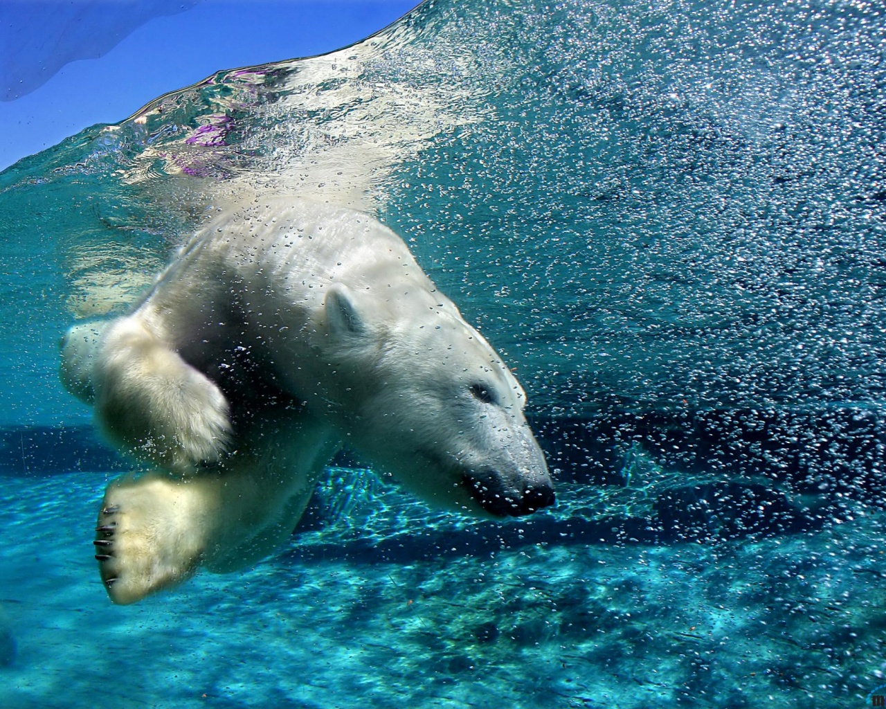 Нырнувший белый медведь обои