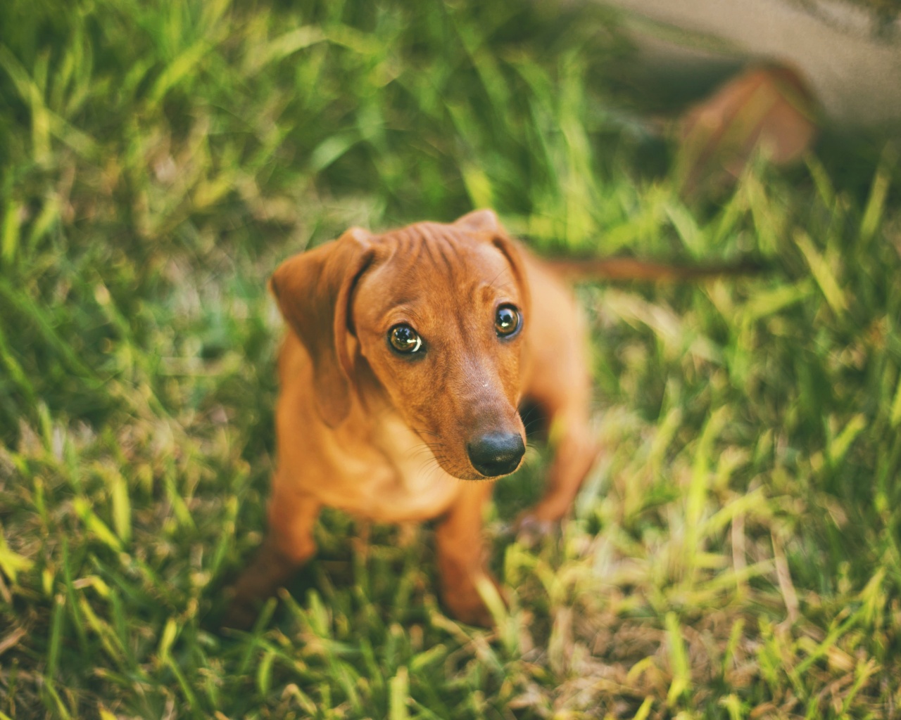 Маленькая милая такса обои