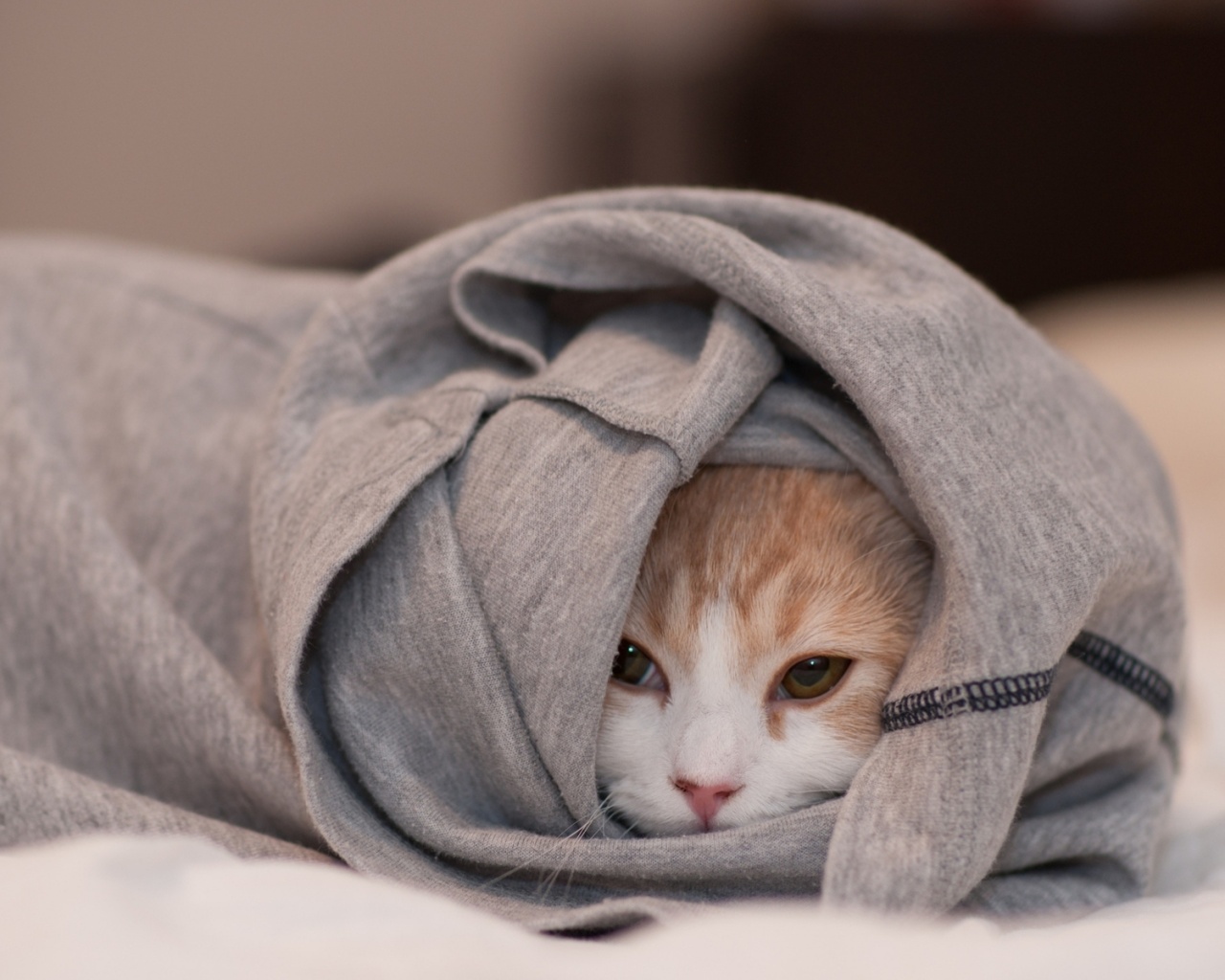 Закутавшийся в футболку кот обои