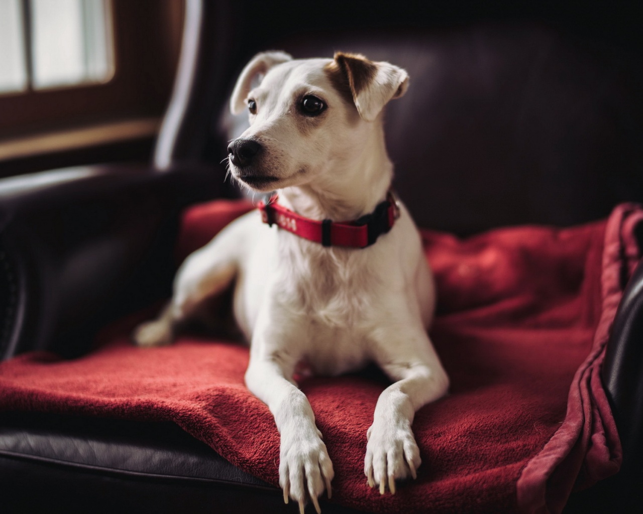 Собака на кресле обои