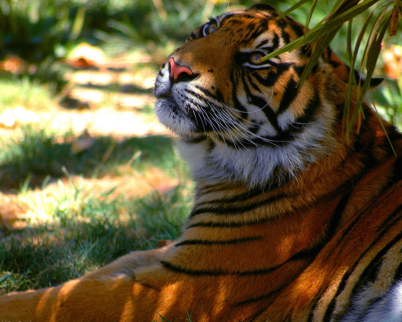 Отдыхающий в теньке хищник обои